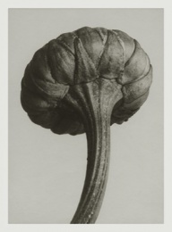 Blossfeldt kort med kuvert 8,5x11,5 cm - Chrystathemum Leucanthemum