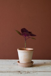 Helena Kruka Rosa H 10 cm
