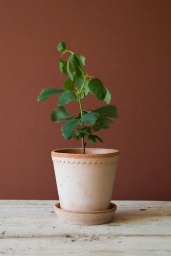 Helena Kruka Rosa H 14 cm