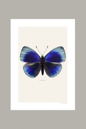Asterope Leprieuri A4