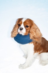 Hundkrage PetNation uppblåsbar nr 3, 24-31 cm