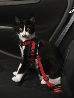 Bilsele till katt 