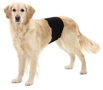 Hanhundsskydd