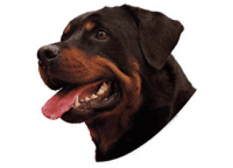 Dekal, rottweiler 2-p 14x16 cm