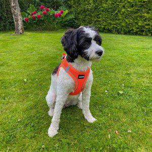  Sele Air-Mesh orange