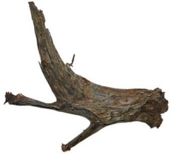 Mangroverot 20-35 cm