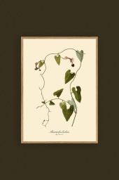 Aristolochia Babata 30x40cm