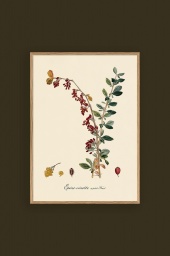 Epine Vinette 30x40cm