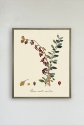 Epine Vinette