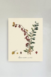 Epine Vinette