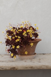 Daisy Kruka Rosa 25cm