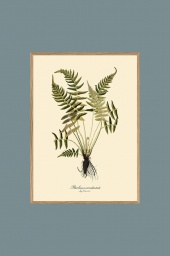Blechnum Occidentale 30x40cm