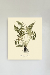 Blechnum Occidentale