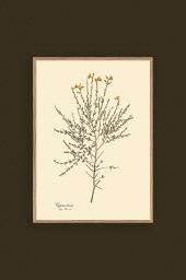 Cytisus Tener 30x40cm