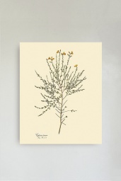 Cytisus Tener
