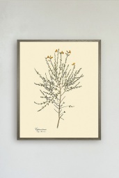Cytisus Tener