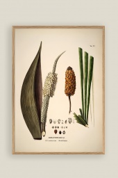 Diplothemium Print 50x70cm