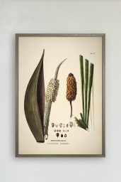 Diplothemium