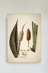 Diplothemium