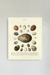 The Eggs Print No.2