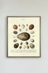 The Eggs Print No.2