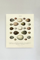 The Eggs Print No.1