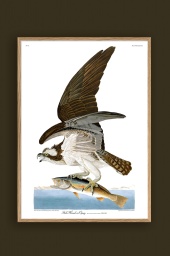 Fish Hawk 50x70cm