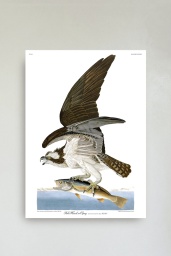 Fish Hawk