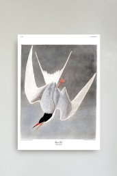 Great Tern Print