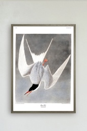 Great Tern Print