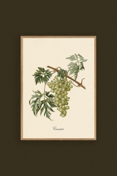 Green Grapes 30x40cm