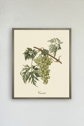 Green Grapes