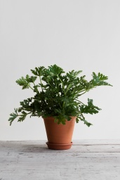 Gränsfors Blomkruka Ø13cm