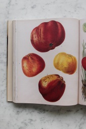 John Derian Picture Book