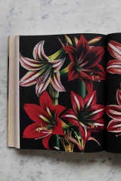 John Derian Picture Book