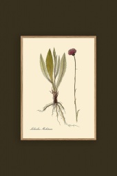 Lichenibus Michelianis 30x40cm