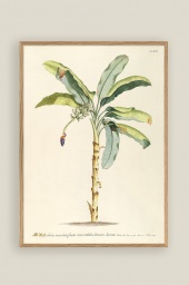 Musa Botanical Print 50x70 cm