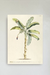 Musa Botanical