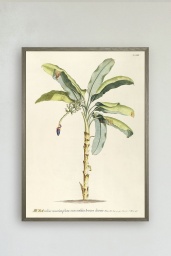 Musa Botanical