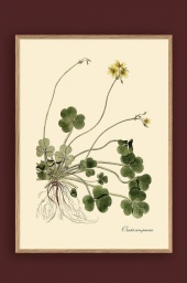 Oxalis Compressa Print 70x100cm