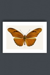 Dryas Julia 40x50cm
