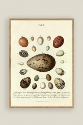 The Eggs Print No.2 30x40cm