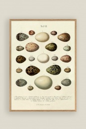 The Eggs Print No.1 30x40cm