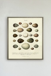 The Eggs Print No.1