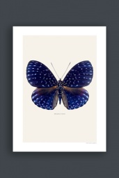 Hamadryas Velutina 30x40cm