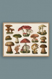 Mushrooms 50x70cm