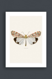 Utetheisa Pulchella 30x40cm