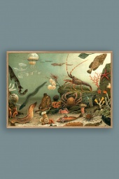Aquarium 50x70cm