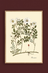 Rosa Repens 50x70cm
