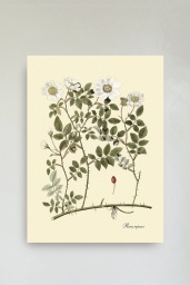 Rosa Repens